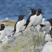 razorbill_msi_h_2040_can1157.jpg